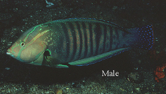  Coris formosa (Queen Coris Wrasse)